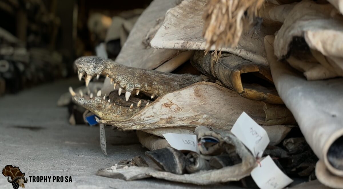 Processed skulls
