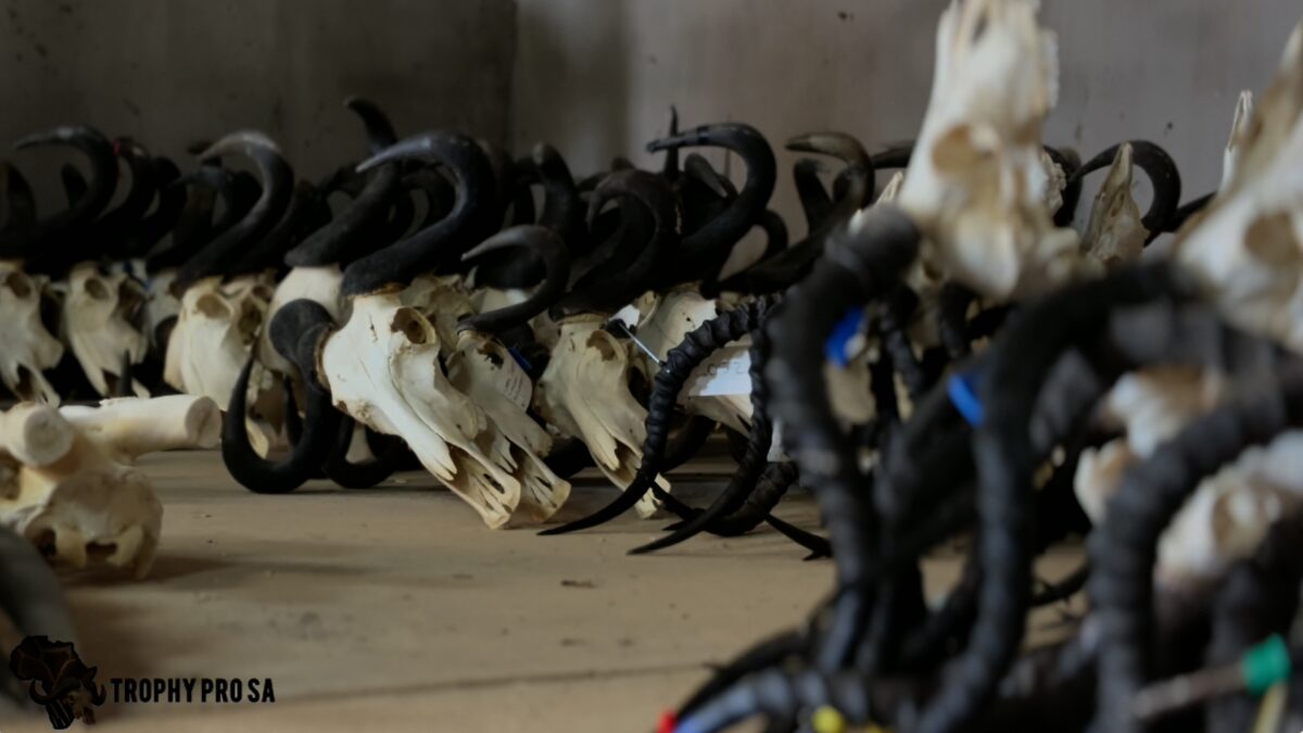 Skull cleaning