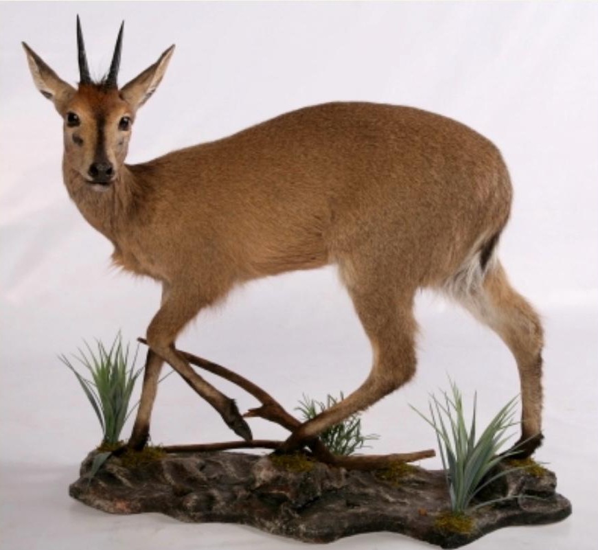 Full body mounts example