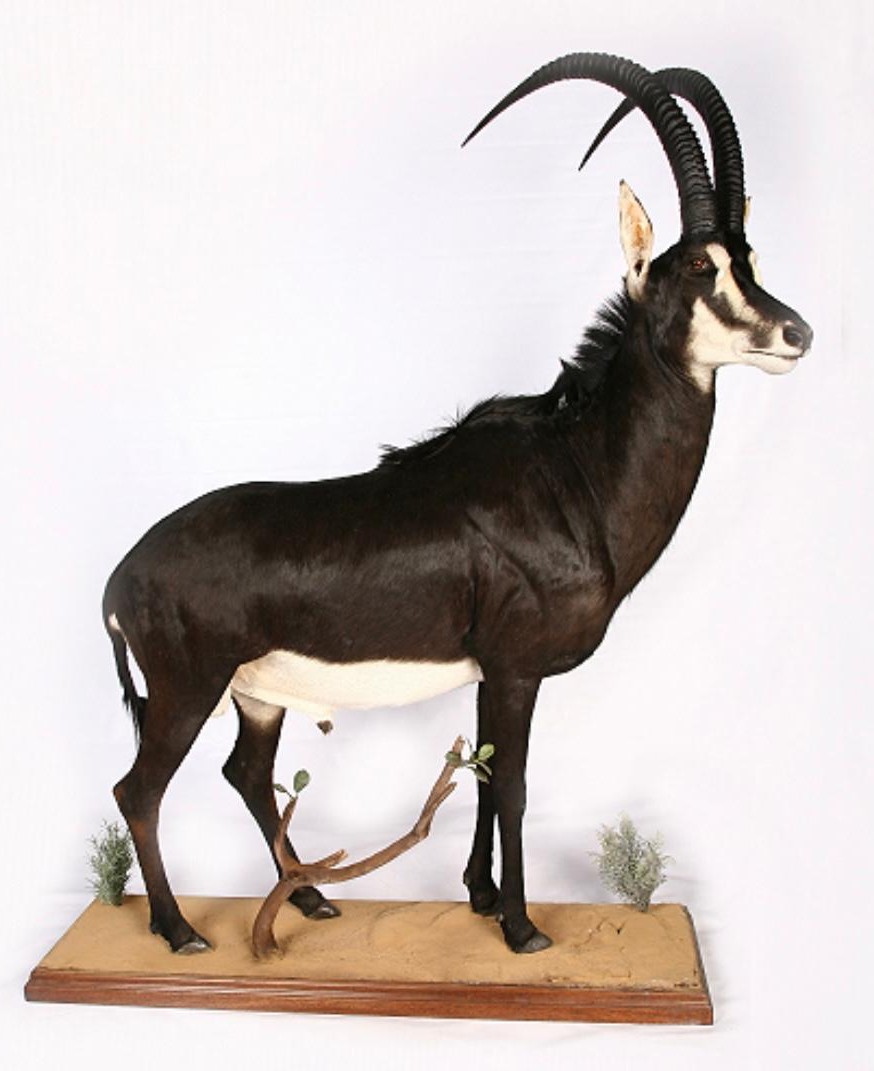 Full body mounts example