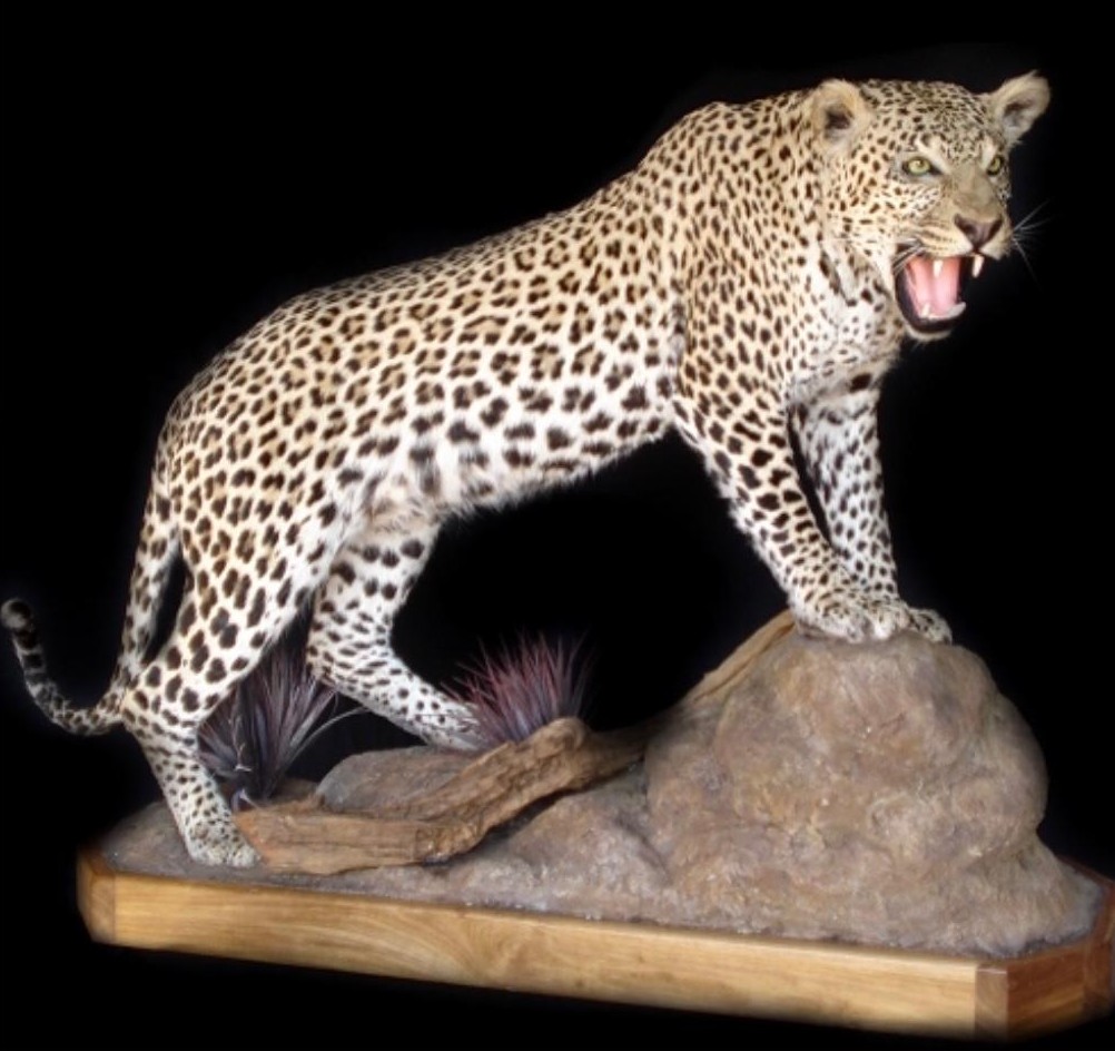 Full body mounts example