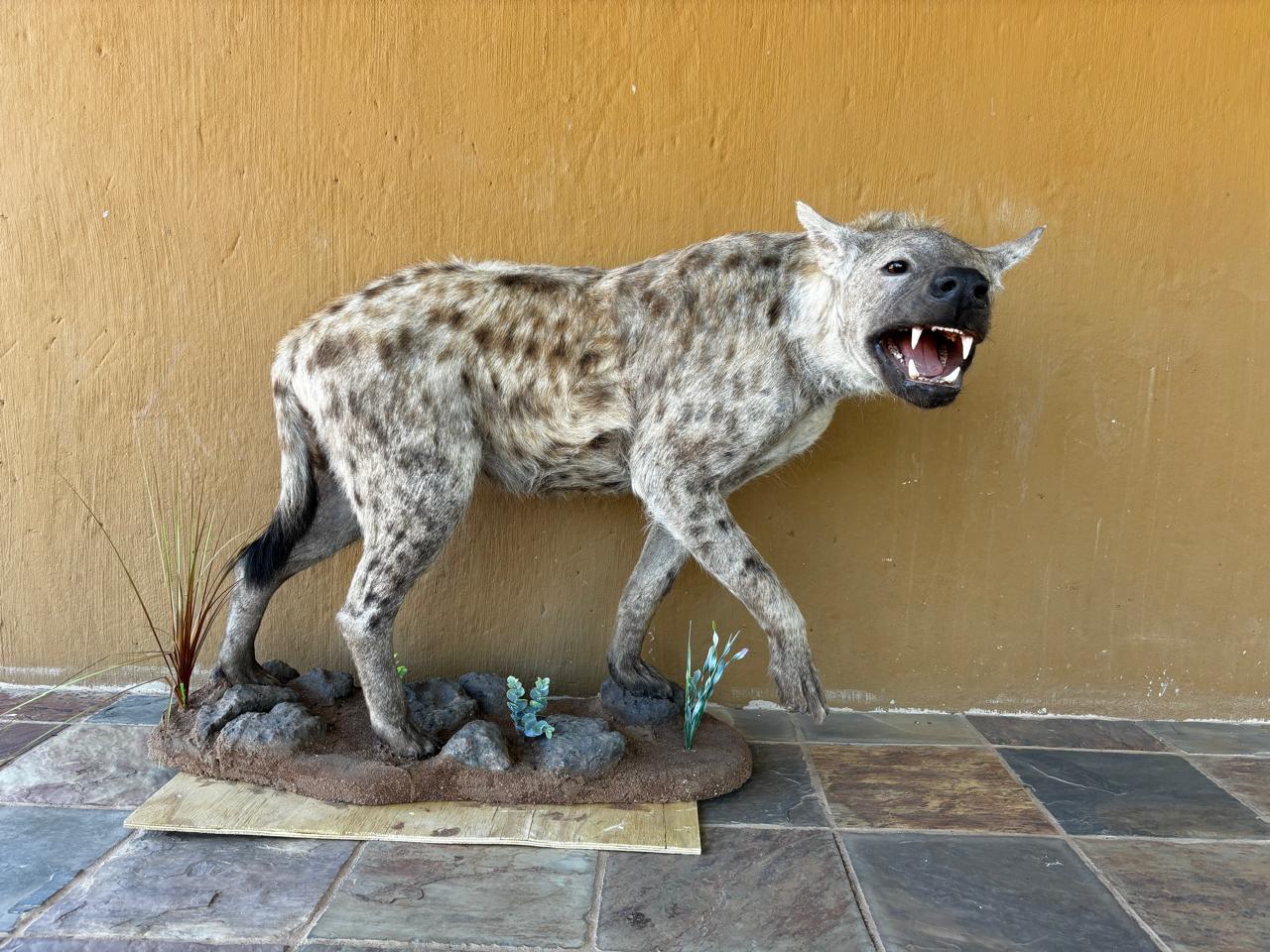 Full body mounts example
