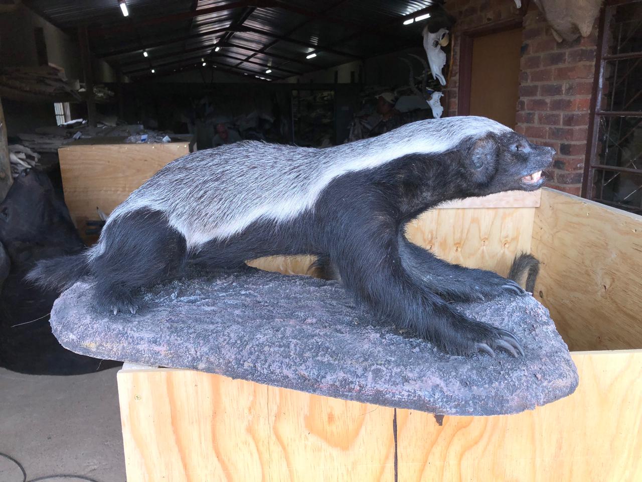 Full body mounts example