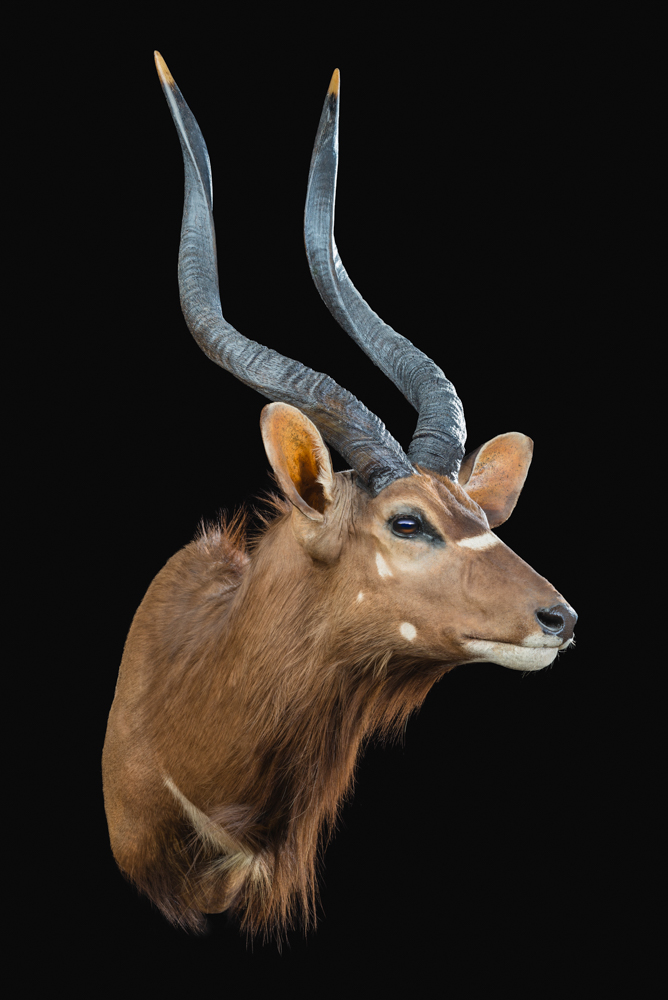 Shoulder mounts example