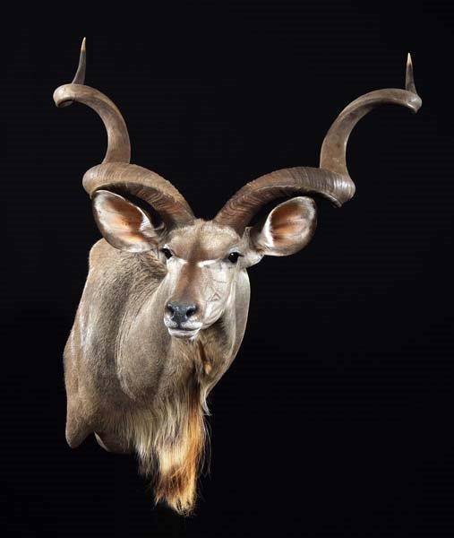 Shoulder mounts example
