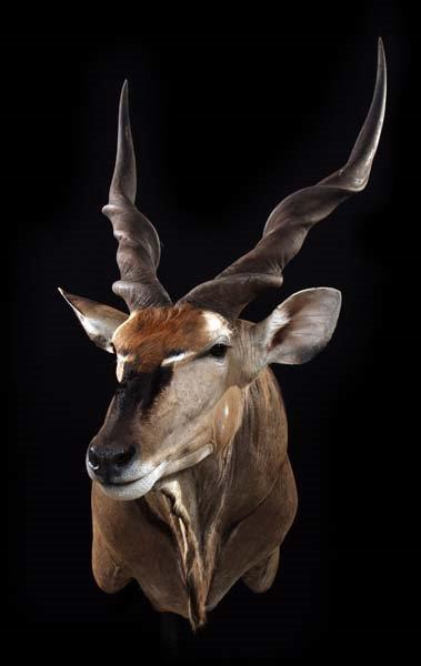 Shoulder mounts example