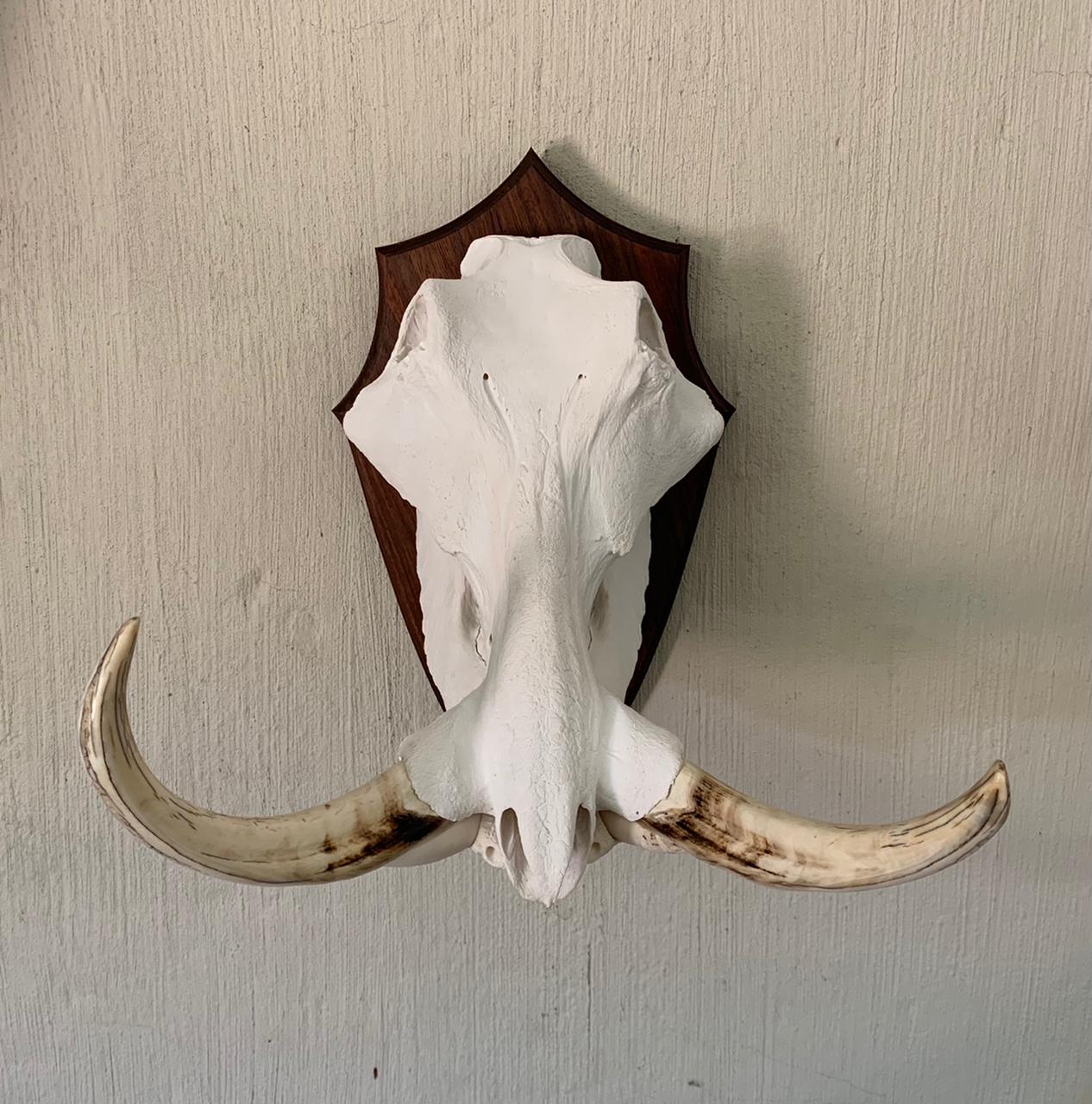 Skull mounts example