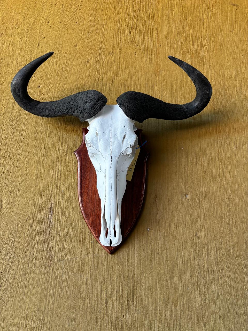Skull mounts example