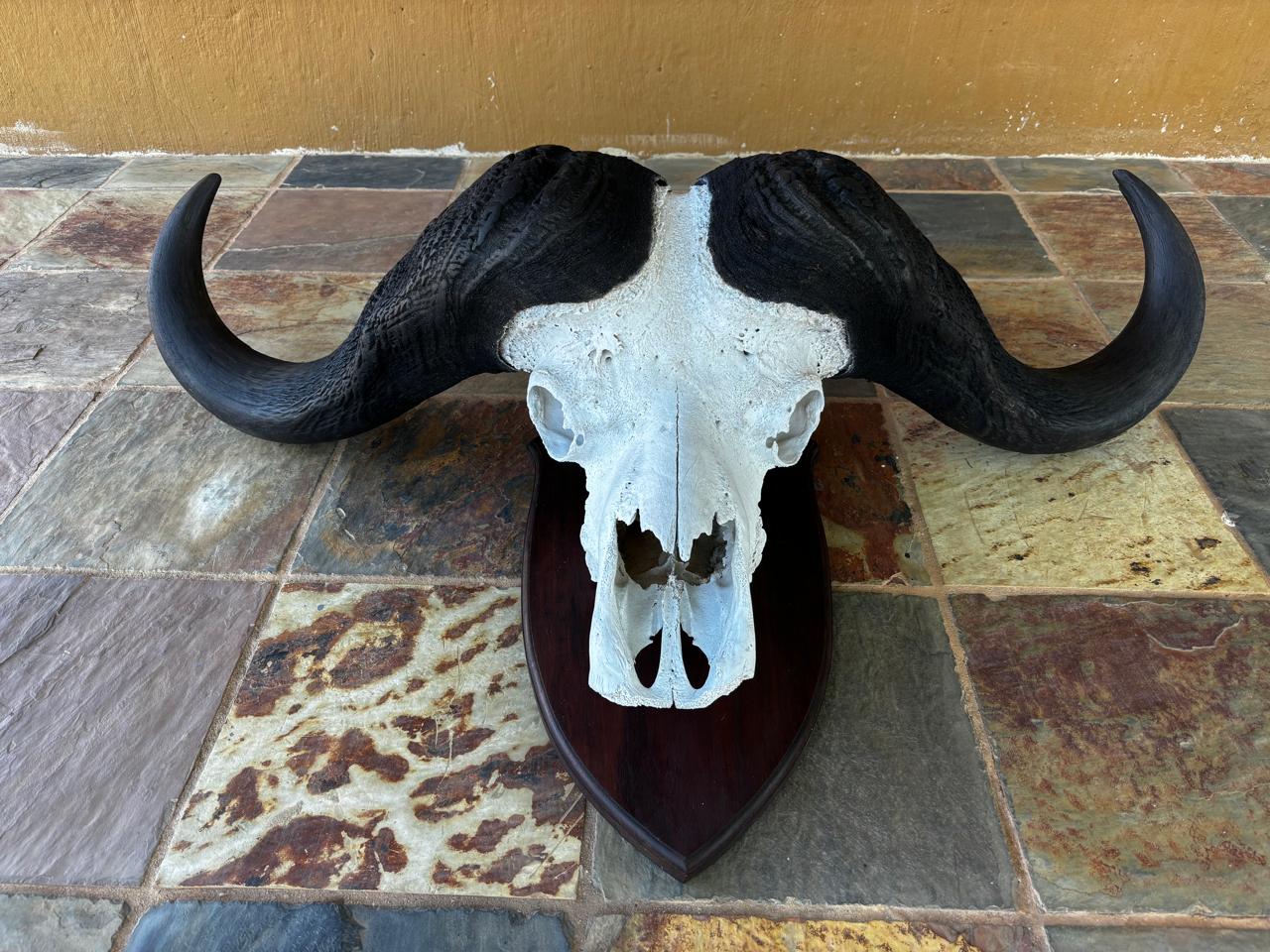 Skull mounts example