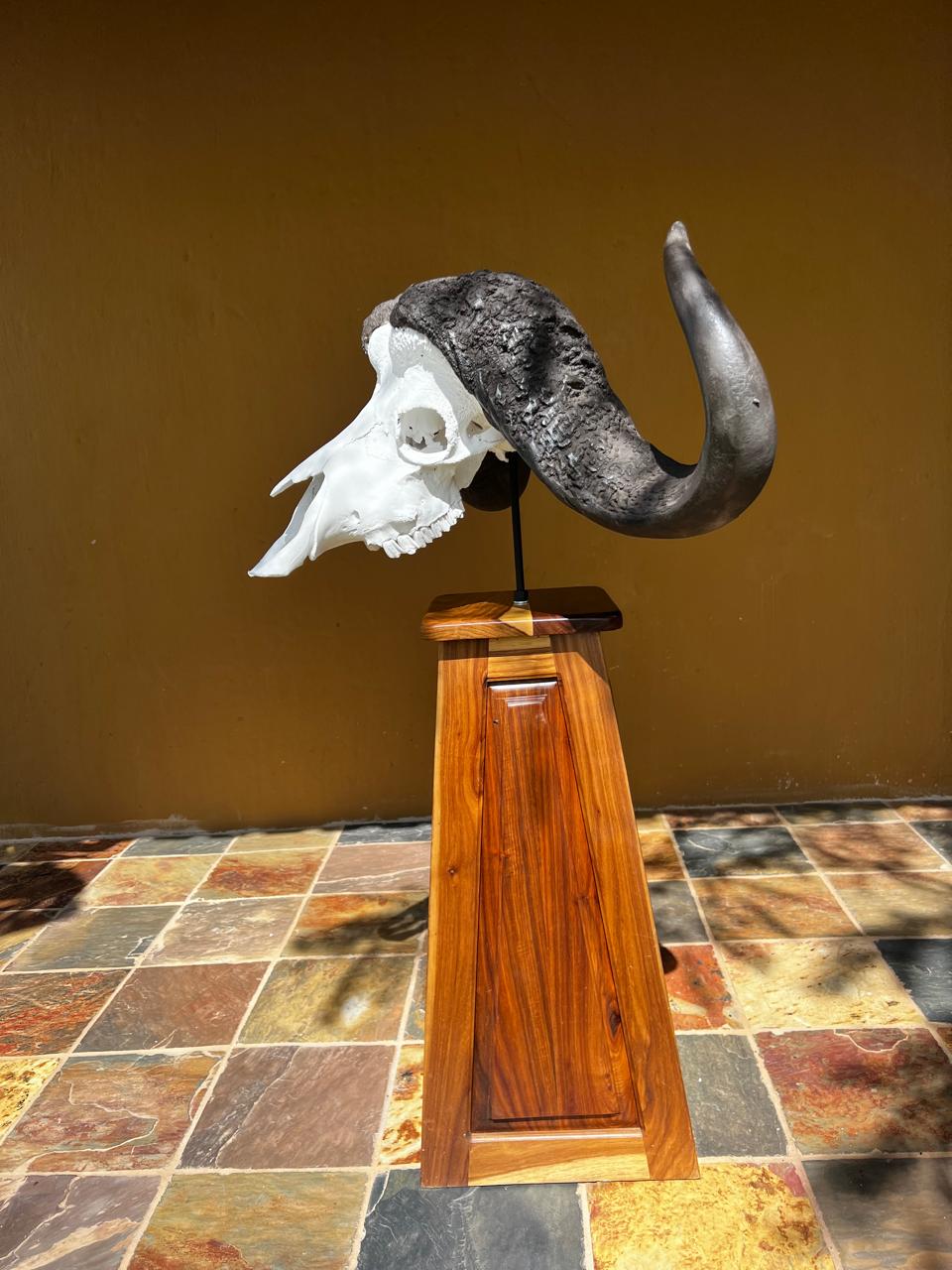 Skull mounts example