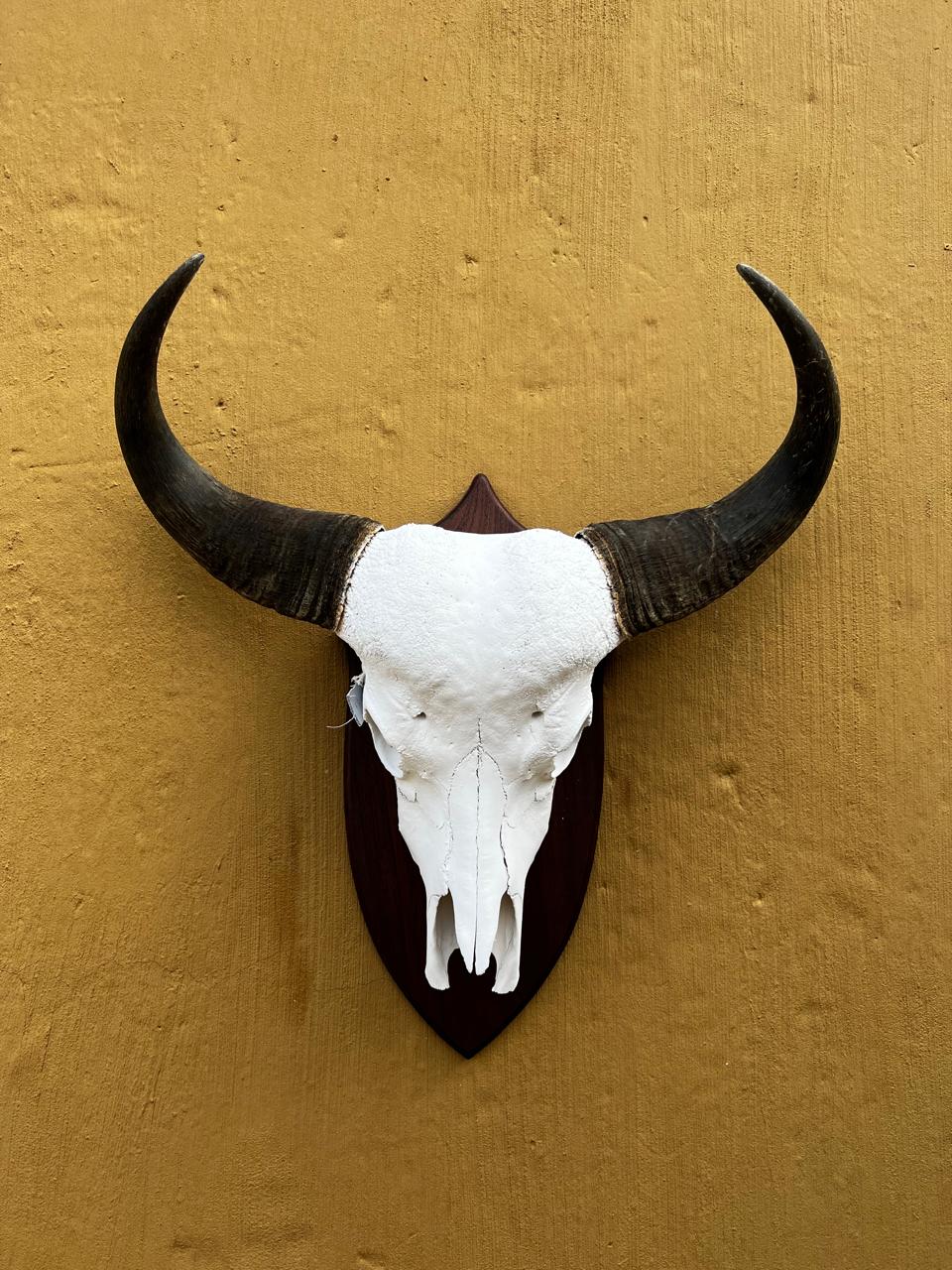 Skull mounts example