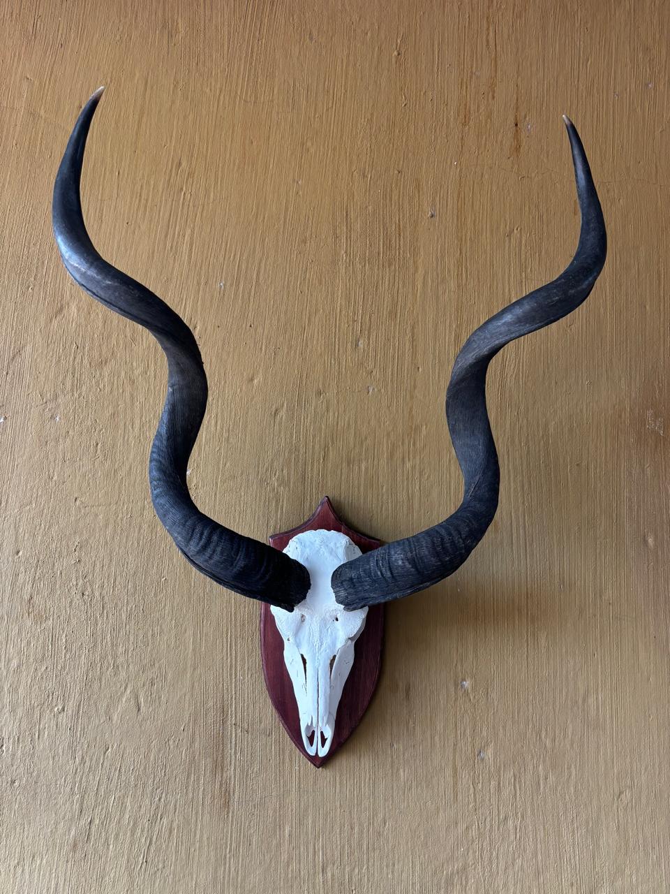 Skull mounts example