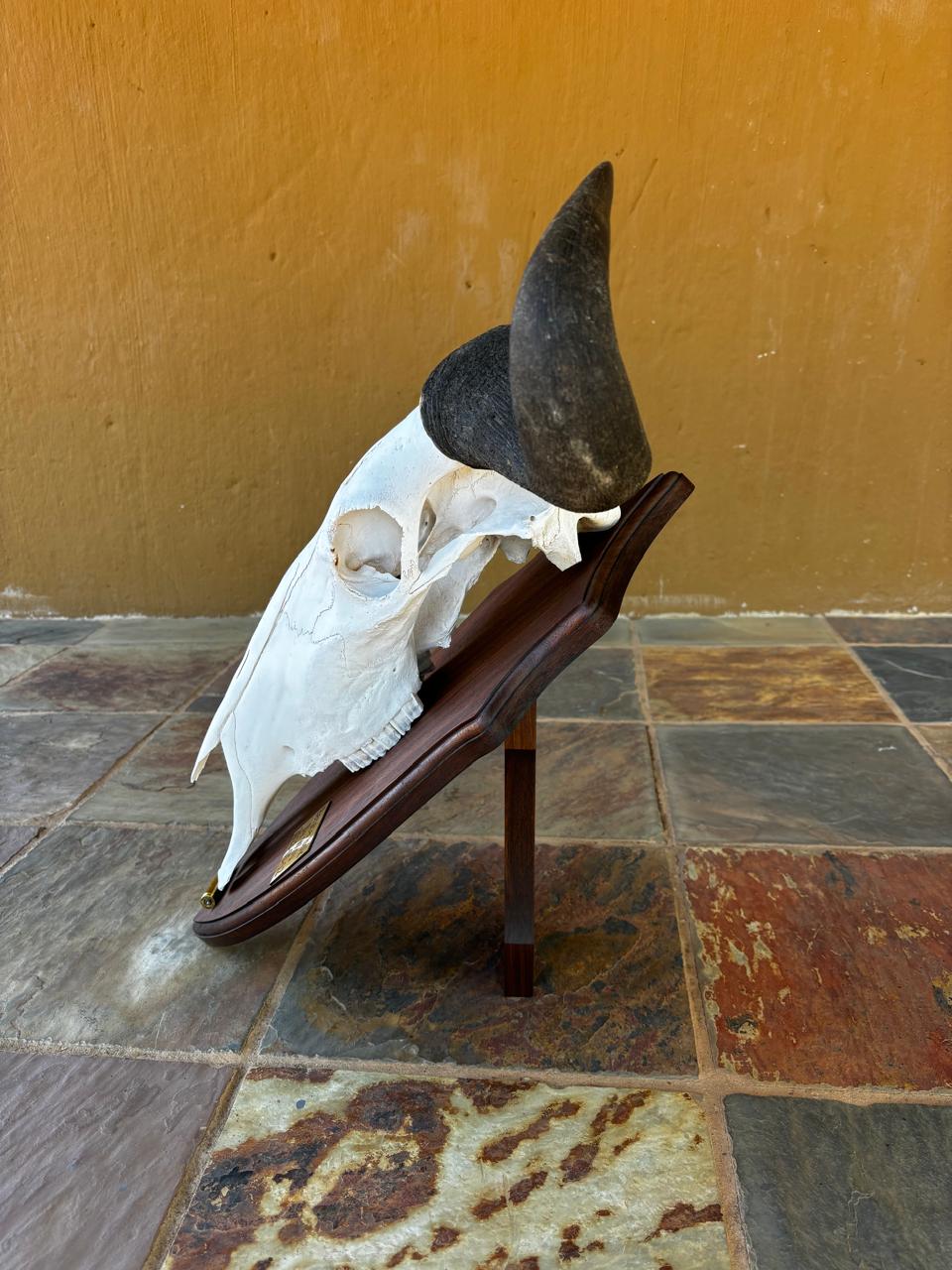 Skull mounts example